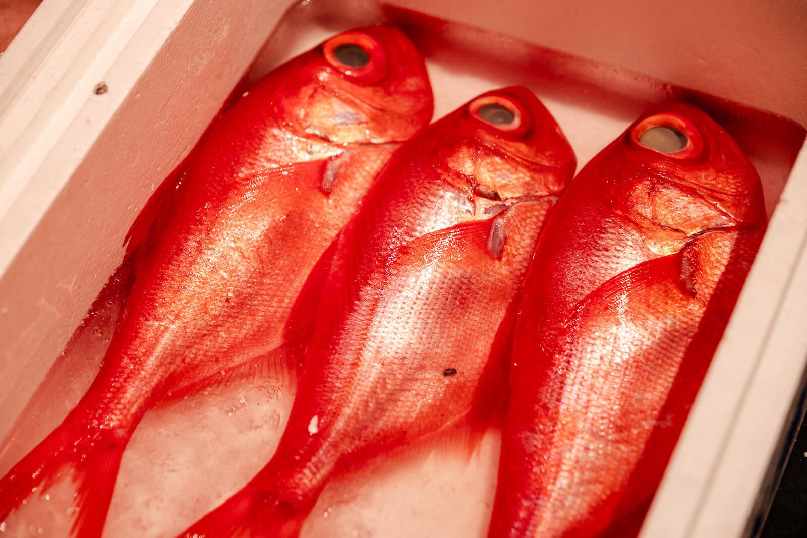 Fresh red fish (likely kinmedai) displayed on ice at TOTOCO Odawara