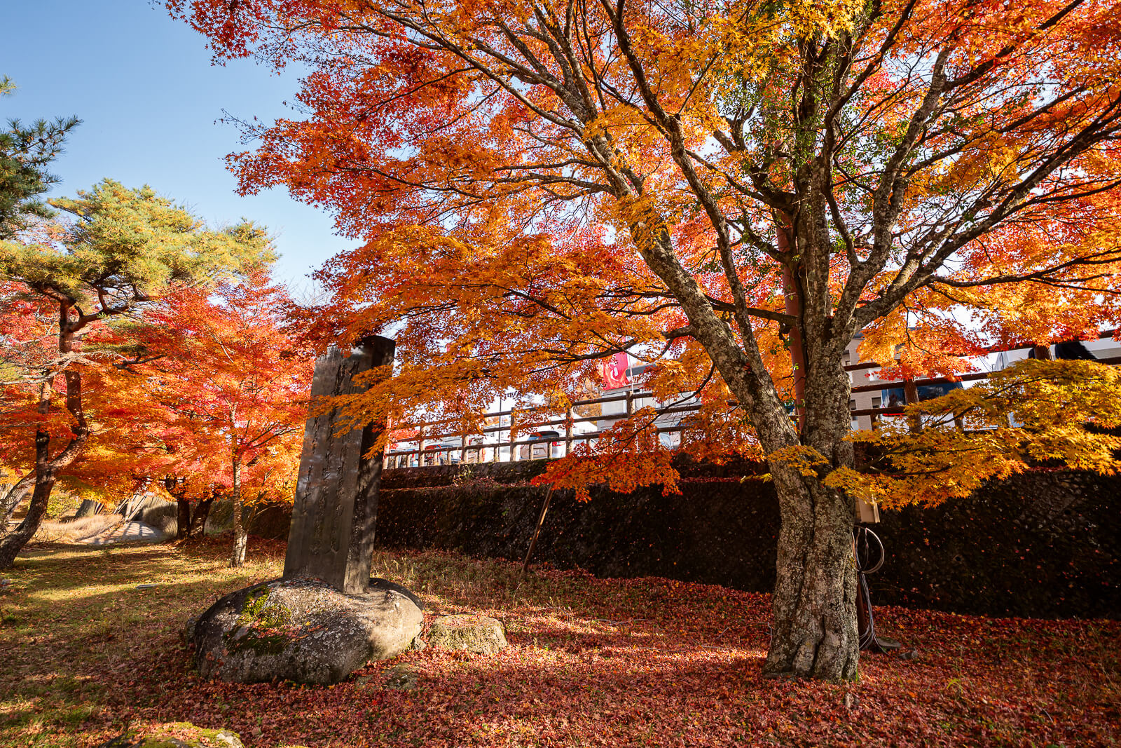 Orange maple canopy above the park boundary at Asahigaoka Park, Lake Yamanakako
