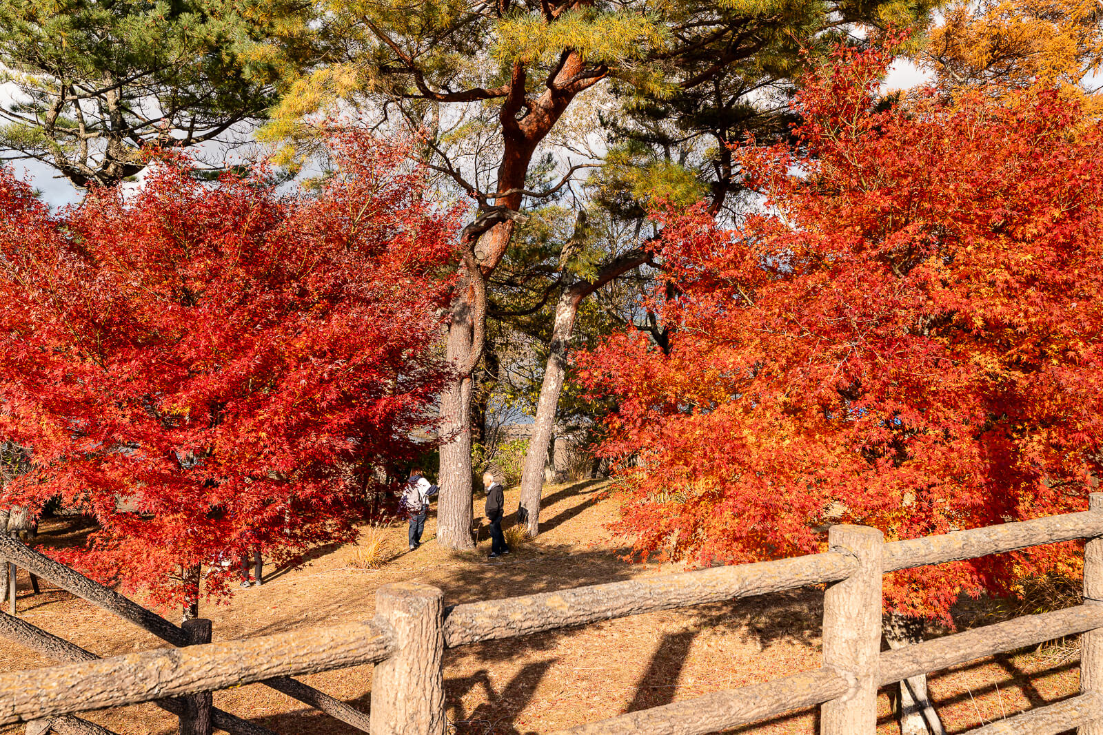Red maples beside steps and a wooden fence at Asahigaoka Park, Lake Yamanakako