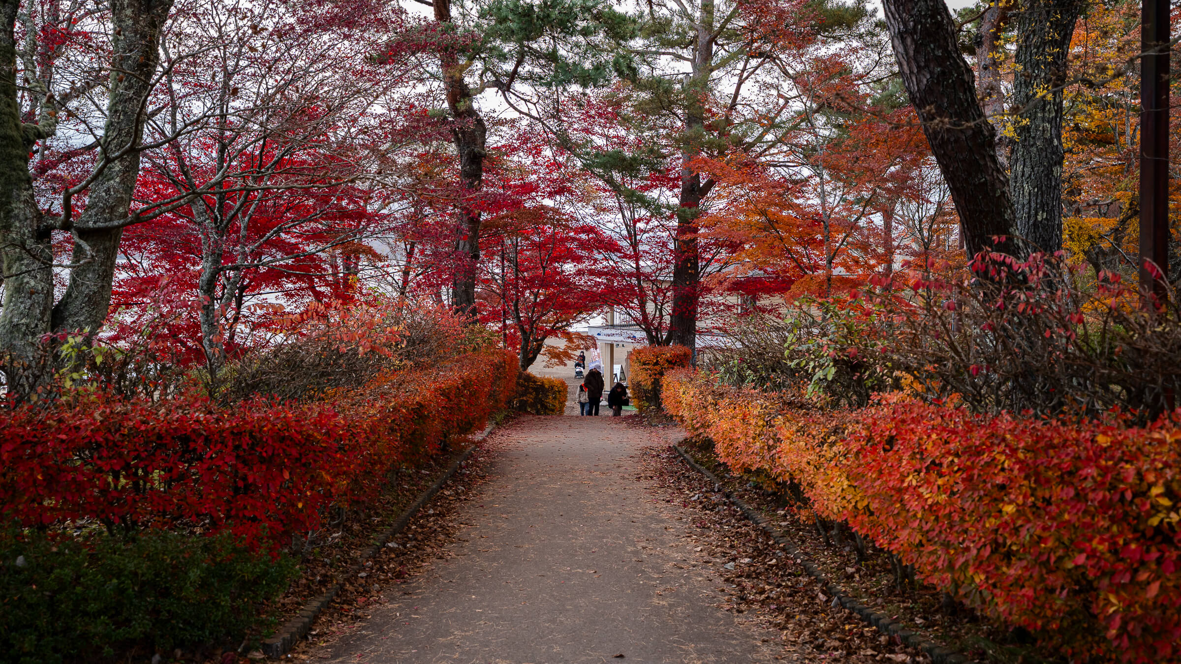 A walking path lined with red and orange autumn foliage at Asahigaoka Lakeside Greenspace Park in Yamanakako.