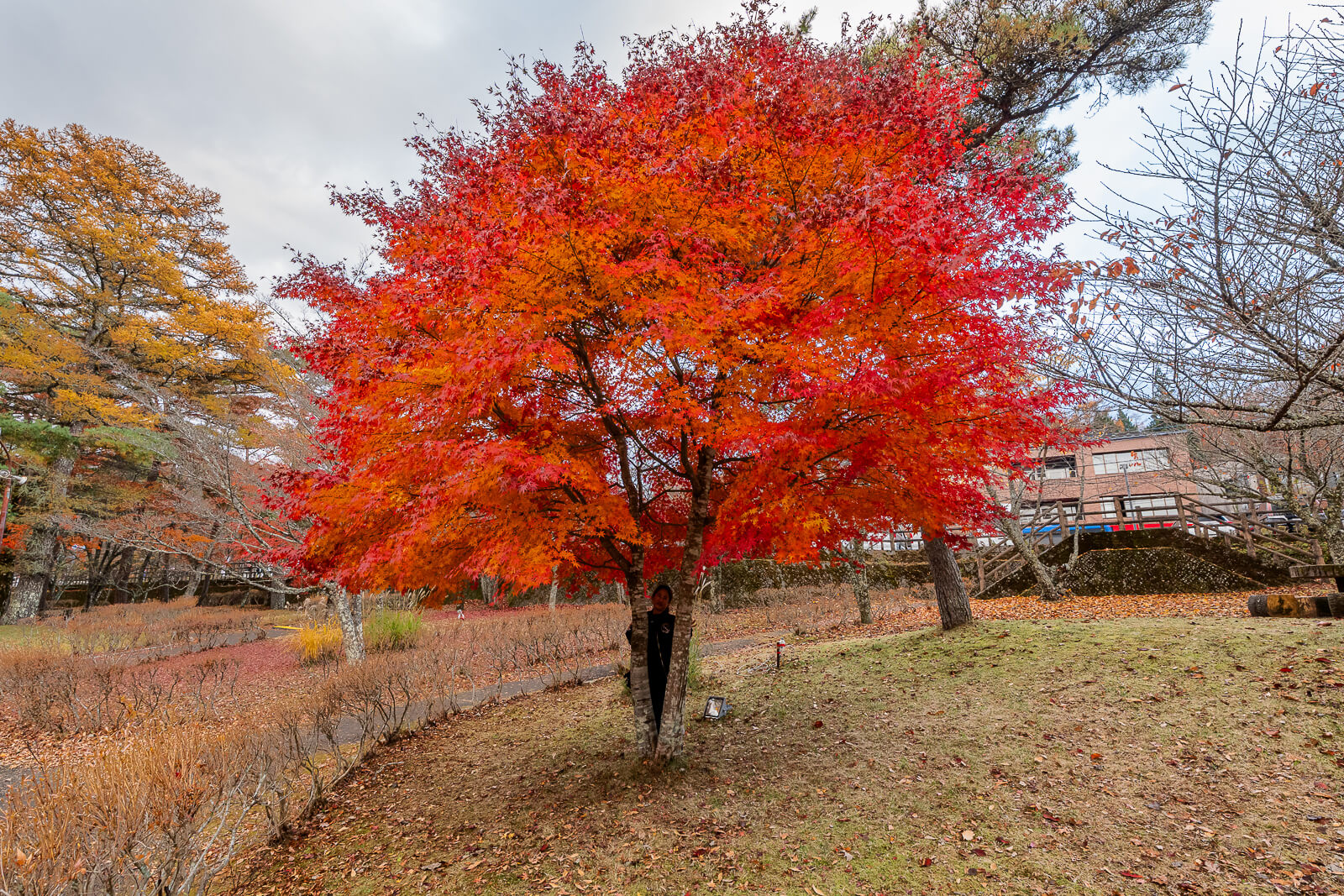 Full red and orange maple tree at Asahigaoka Park, Lake Yamanakako
