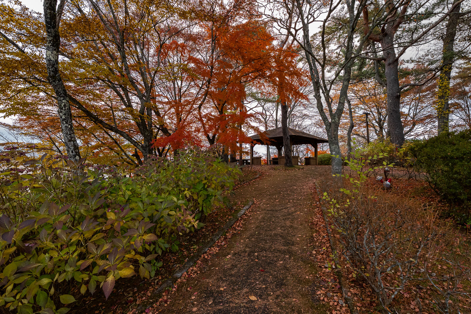 Leaf-covered path leading toward a gazebo at Asahigaoka Park, Lake Yamanakako