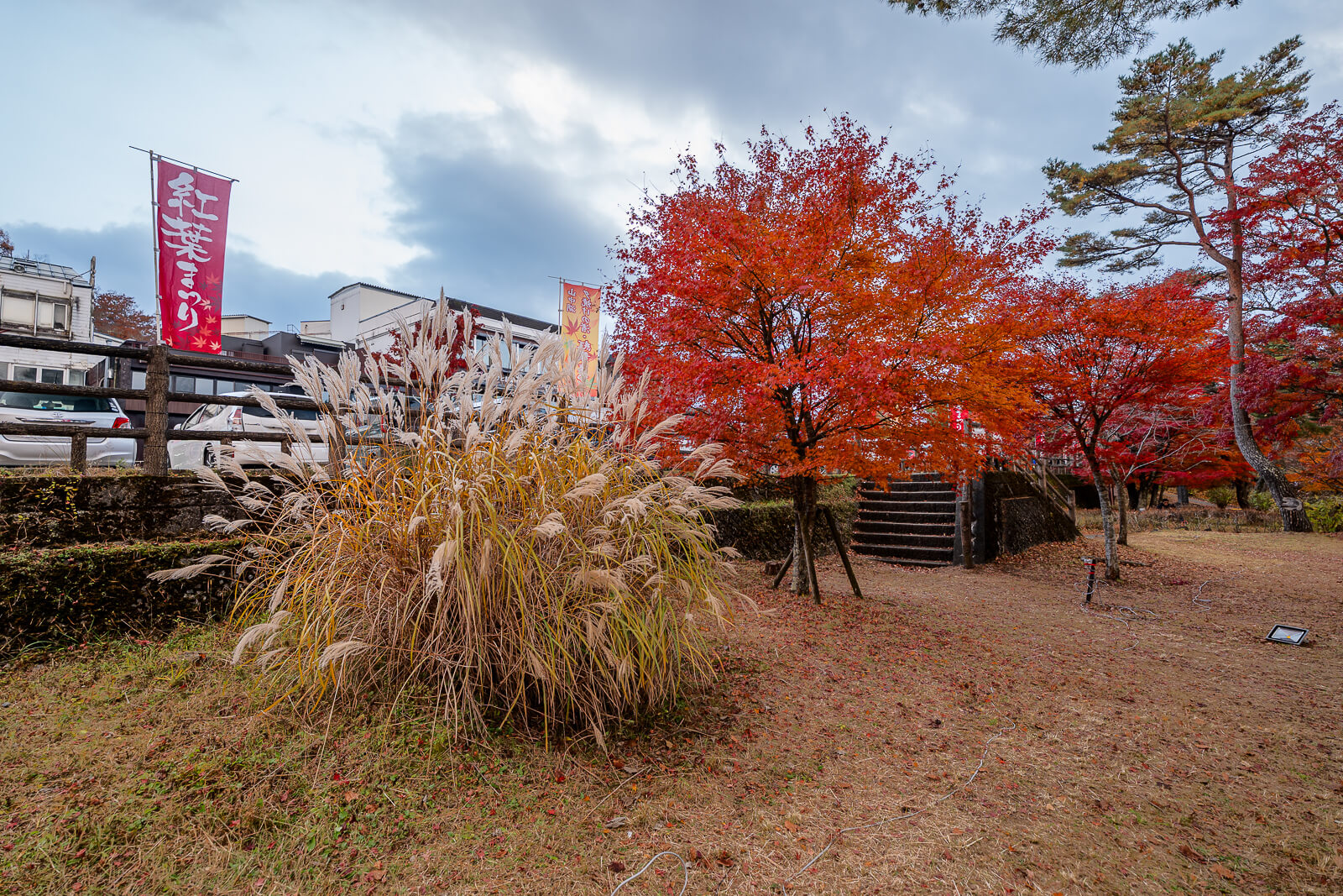Pale grasses and maples beside the steps at Asahigaoka Park, Lake Yamanakako