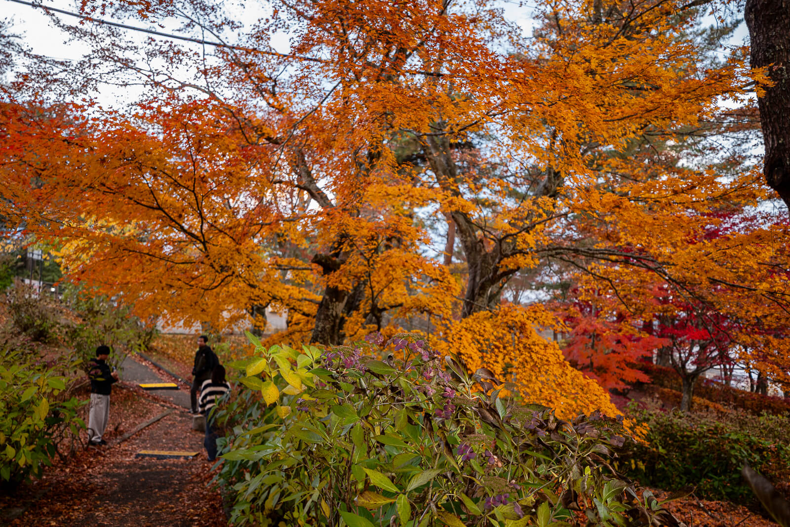 Layered maple foliage with visitors beyond at Asahigaoka Park, Lake Yamanakako