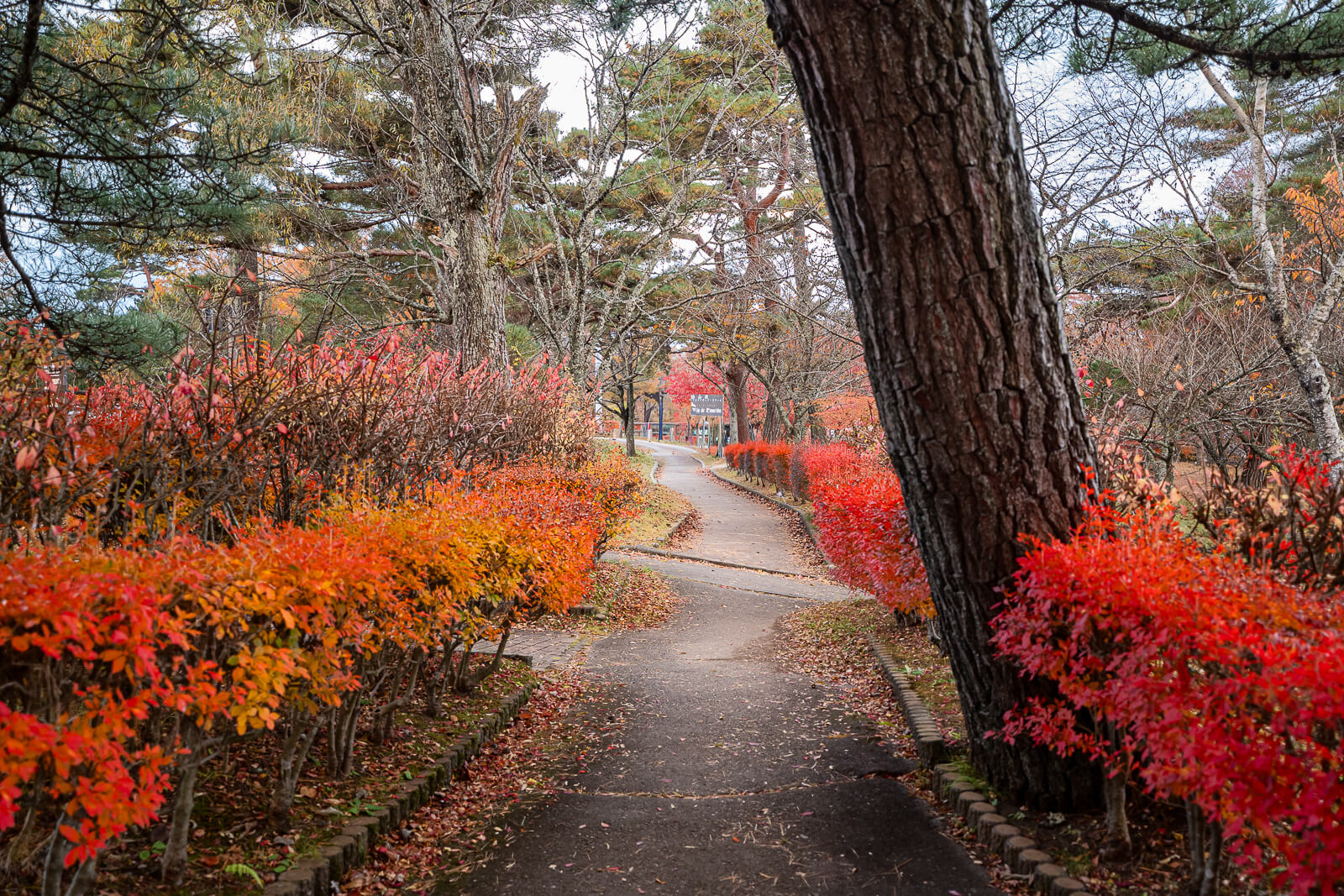 Winding path edged by low autumn shrubs at Asahigaoka Park, Lake Yamanakako