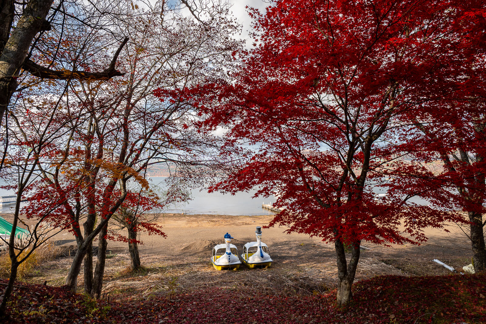 Small swan pedal boats beside red maples at Asahigaoka Park, Lake Yamanakako