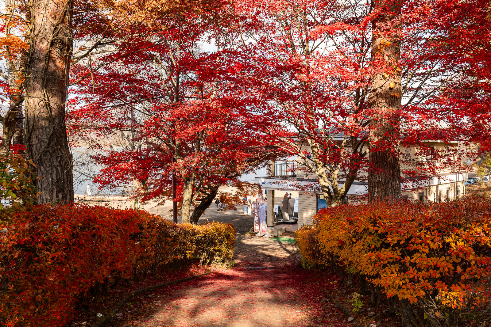 Path under red maples toward the lakeshore building at Asahigaoka Park, Lake Yamanakako