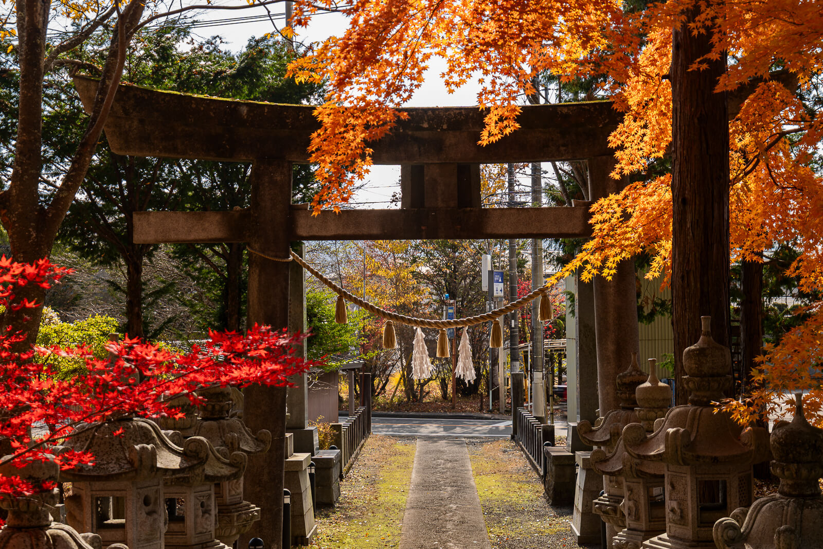 Reverse view of the gate and backlit foliage at Hirano Tenmangu