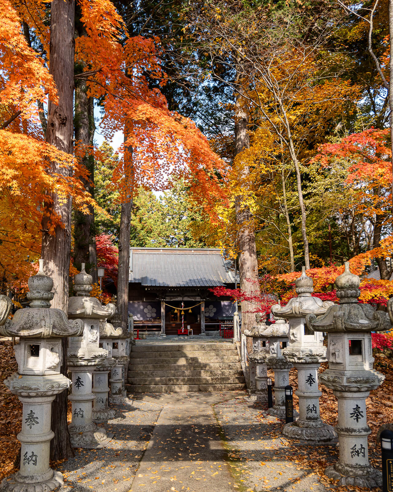 Portrait view of the lantern path and tall trees at Hirano Tenmangu