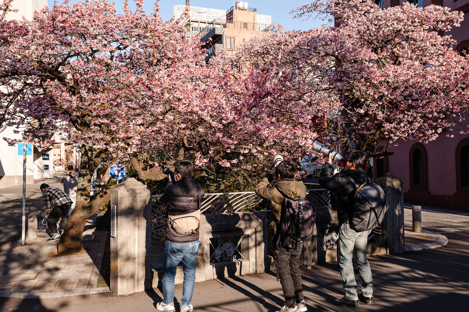 Crowds walking beneath blooming Atami-zakura trees at Itokawa Promenade