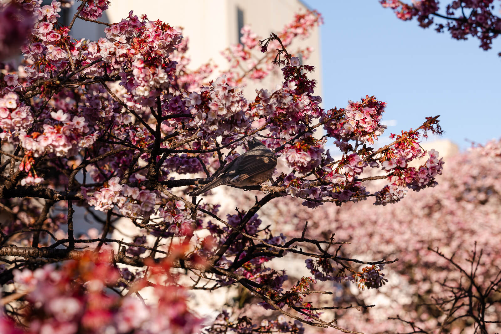 Atami-zakura cherry blossoms against blue sky at Itokawa Promenade
