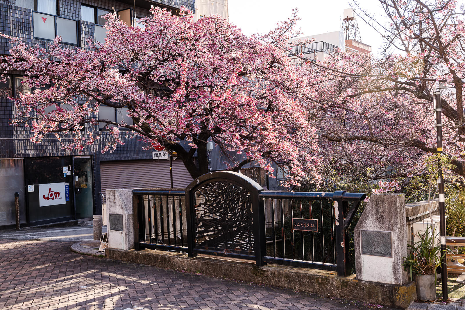 Entrance gate and cherry trees along Itokawa Promenade in Atami
