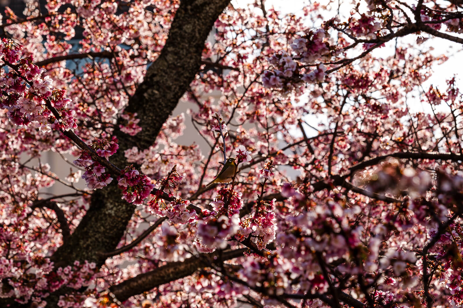 Close view of Atami-zakura blossoms along the Itokawa River in Atami