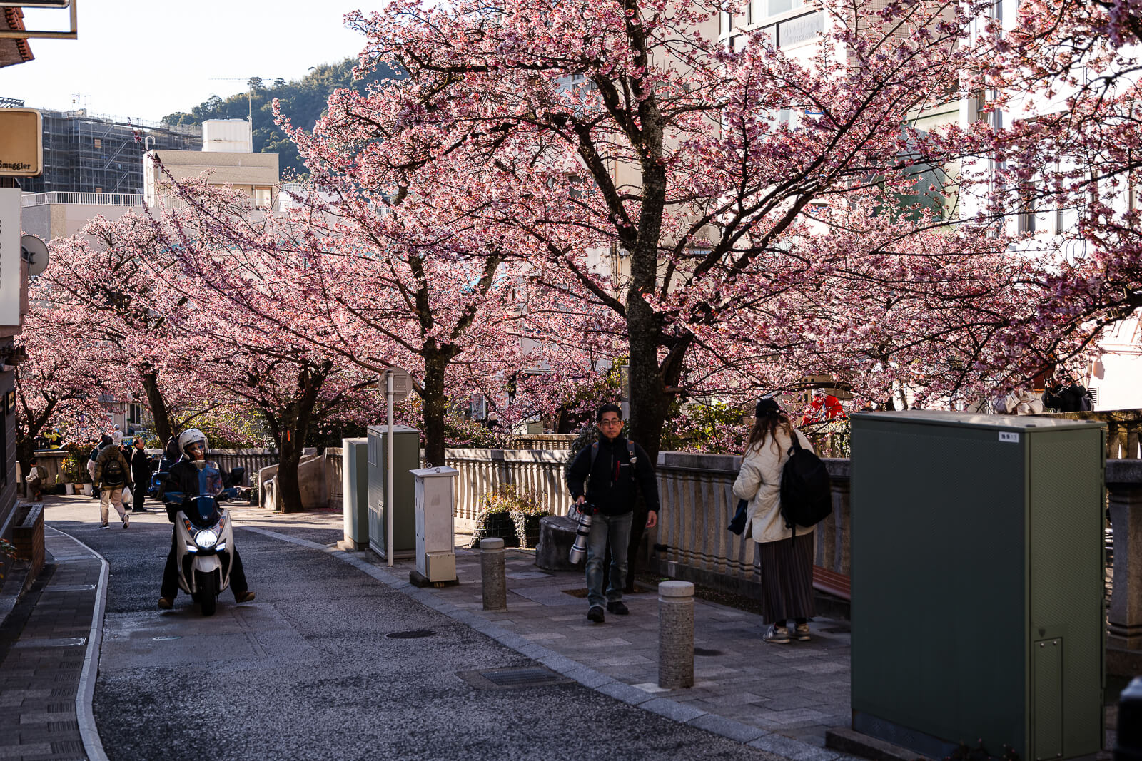 Visitors gathered under blooming cherry trees at Itokawa Promenade in Atami