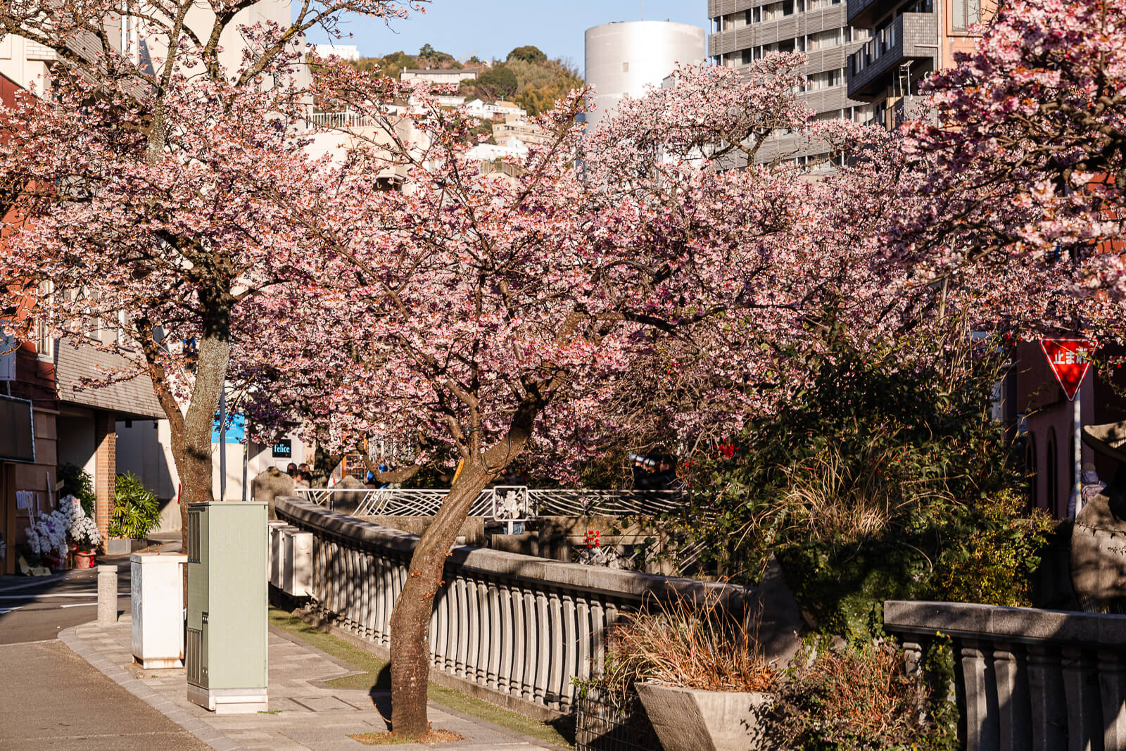 Cherry blossom canopy arching above the river at Itokawa Promenade, Atami