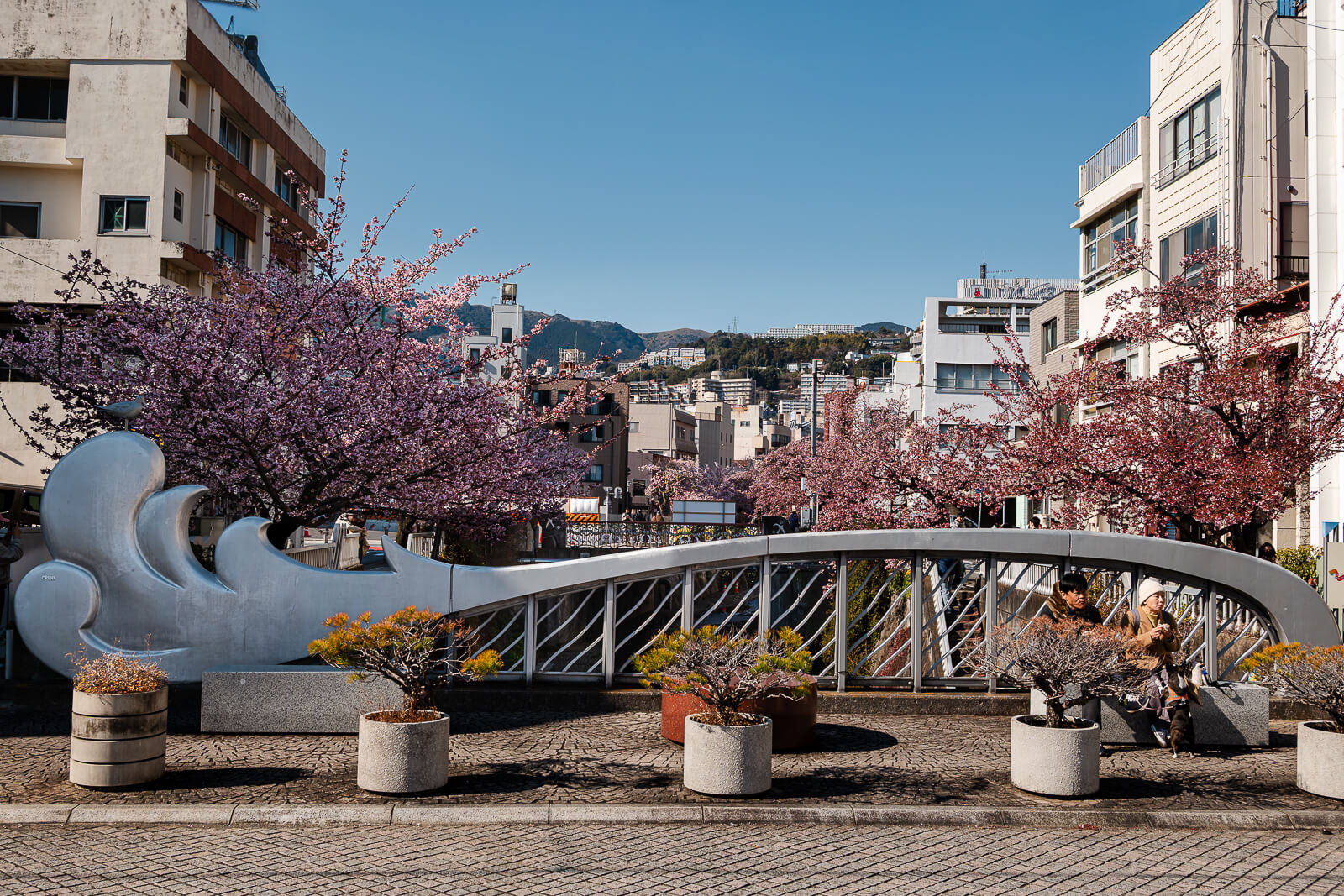 Cherry blossoms along Itokawa Promenade in Atami, Shizuoka with the curved pedestrian bridge crossing the river