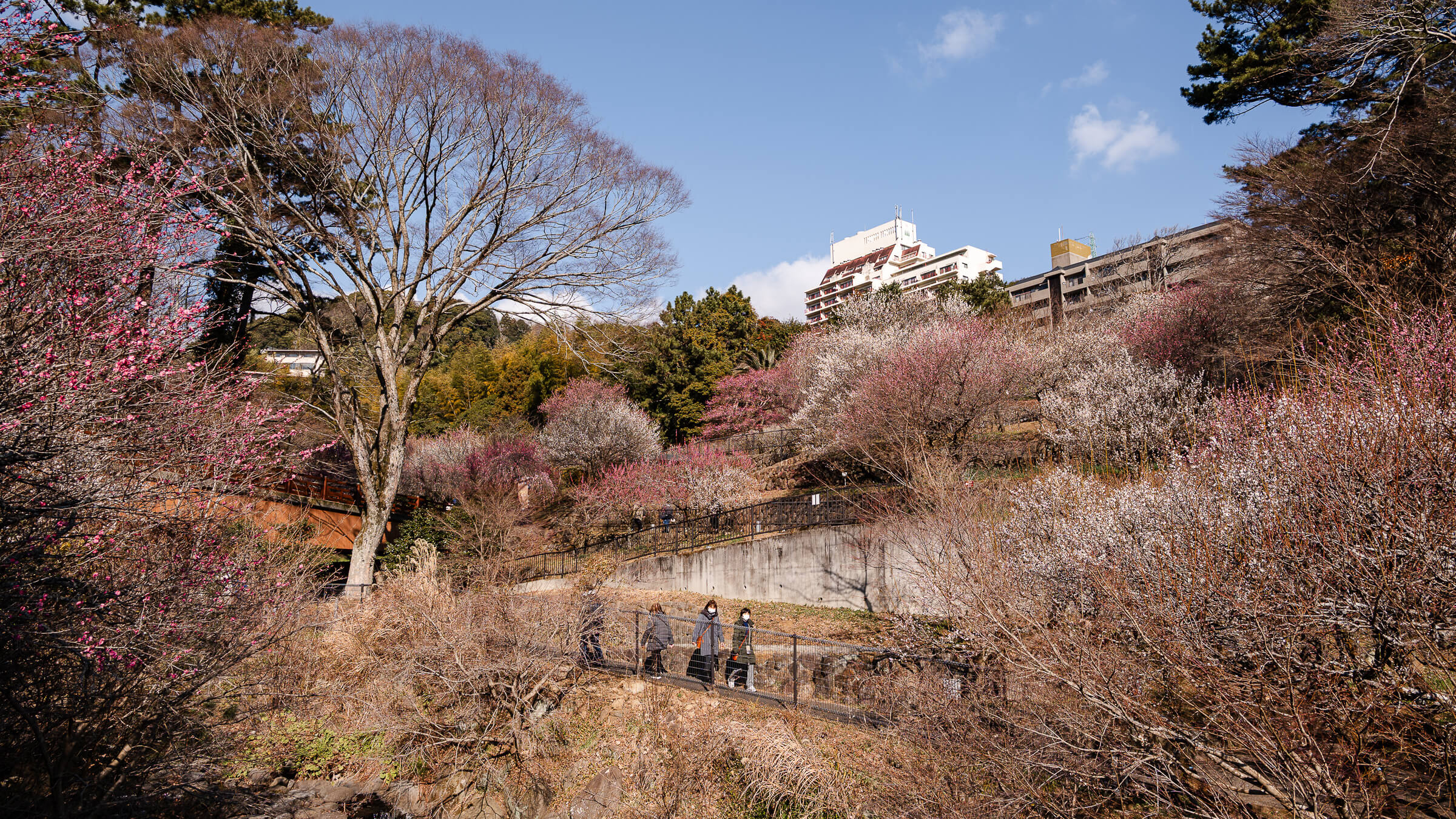 Atami Plum Garden in bloom looking up from the bottom walkway