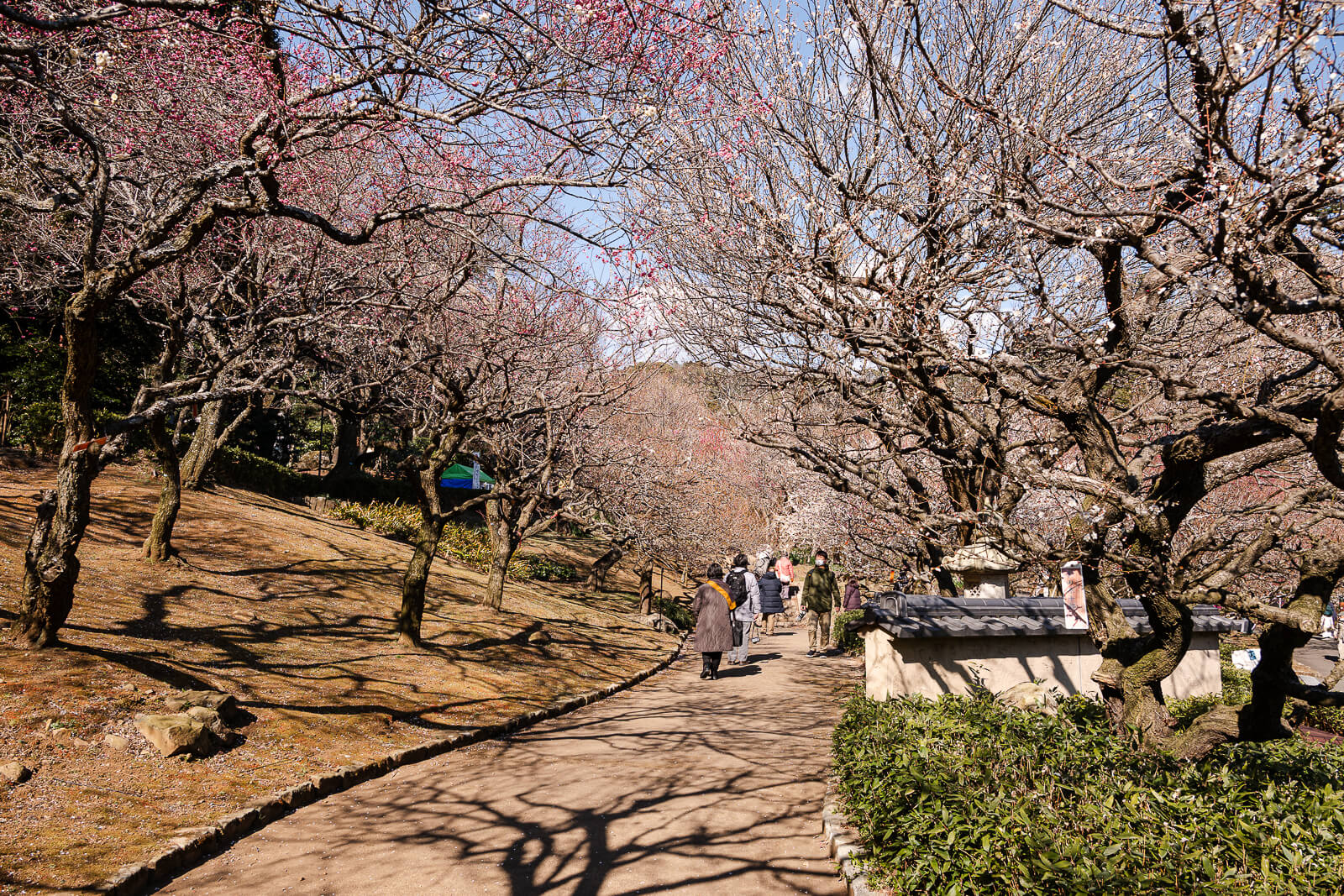 Walking trail through plum trees at Atami Plum Garden hillside
