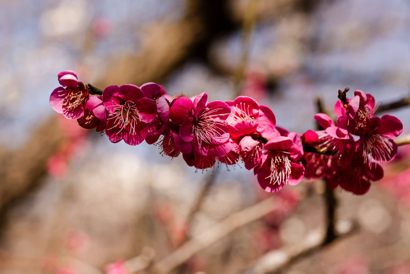 Close view of plum blossoms at Atami Plum Garden in Atami