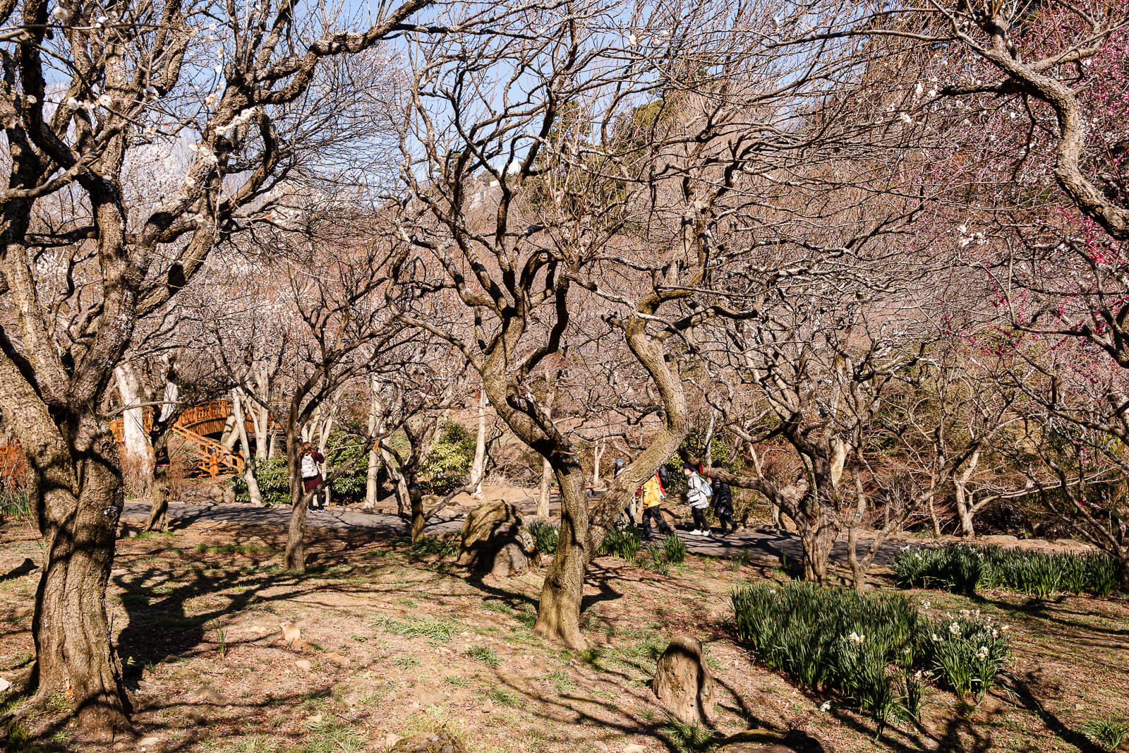 Wide hillside view of plum trees inside Atami Plum Garden