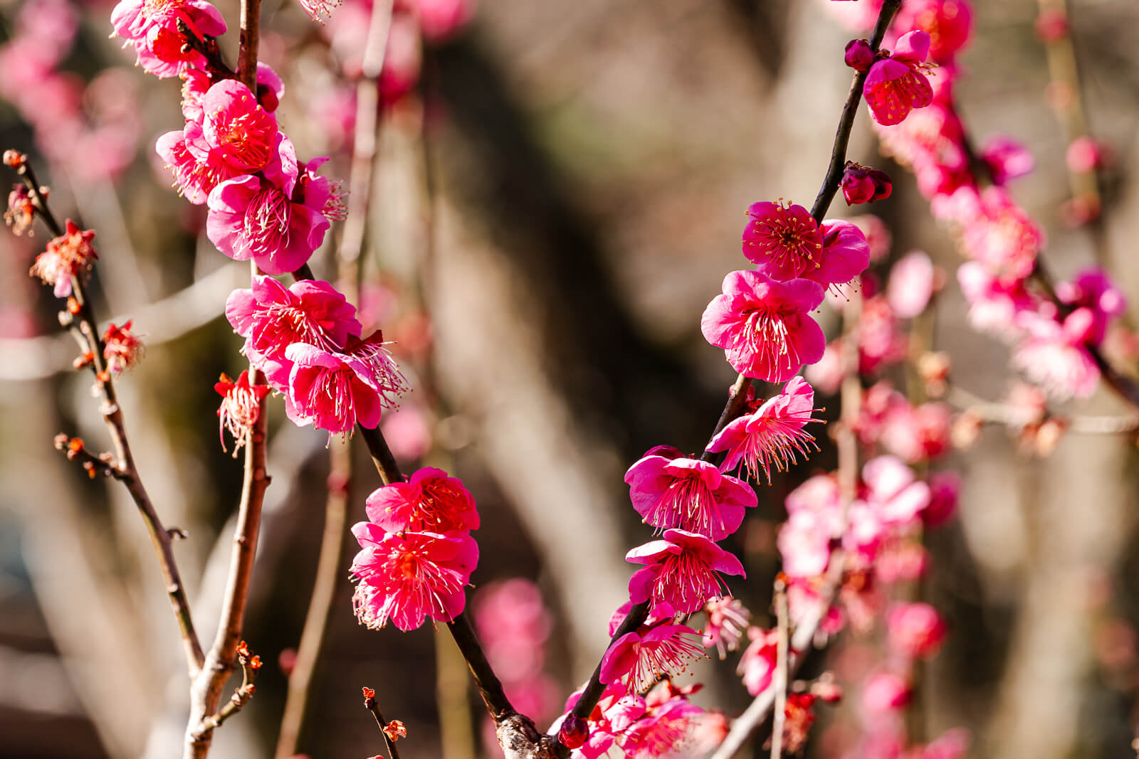 Red plum blossoms blooming at Atami Plum Garden in winter
