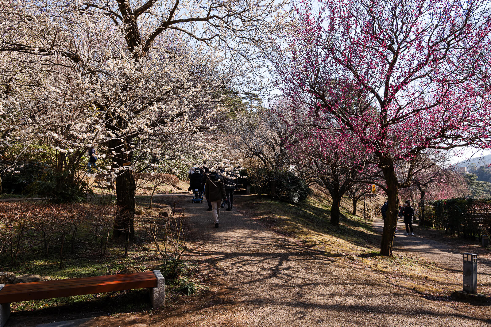 Rows of blooming plum trees along walking path at Atami Plum Garden