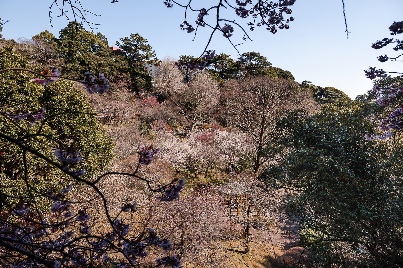 Hillside view of Atami Plum Garden valley and surrounding slopes