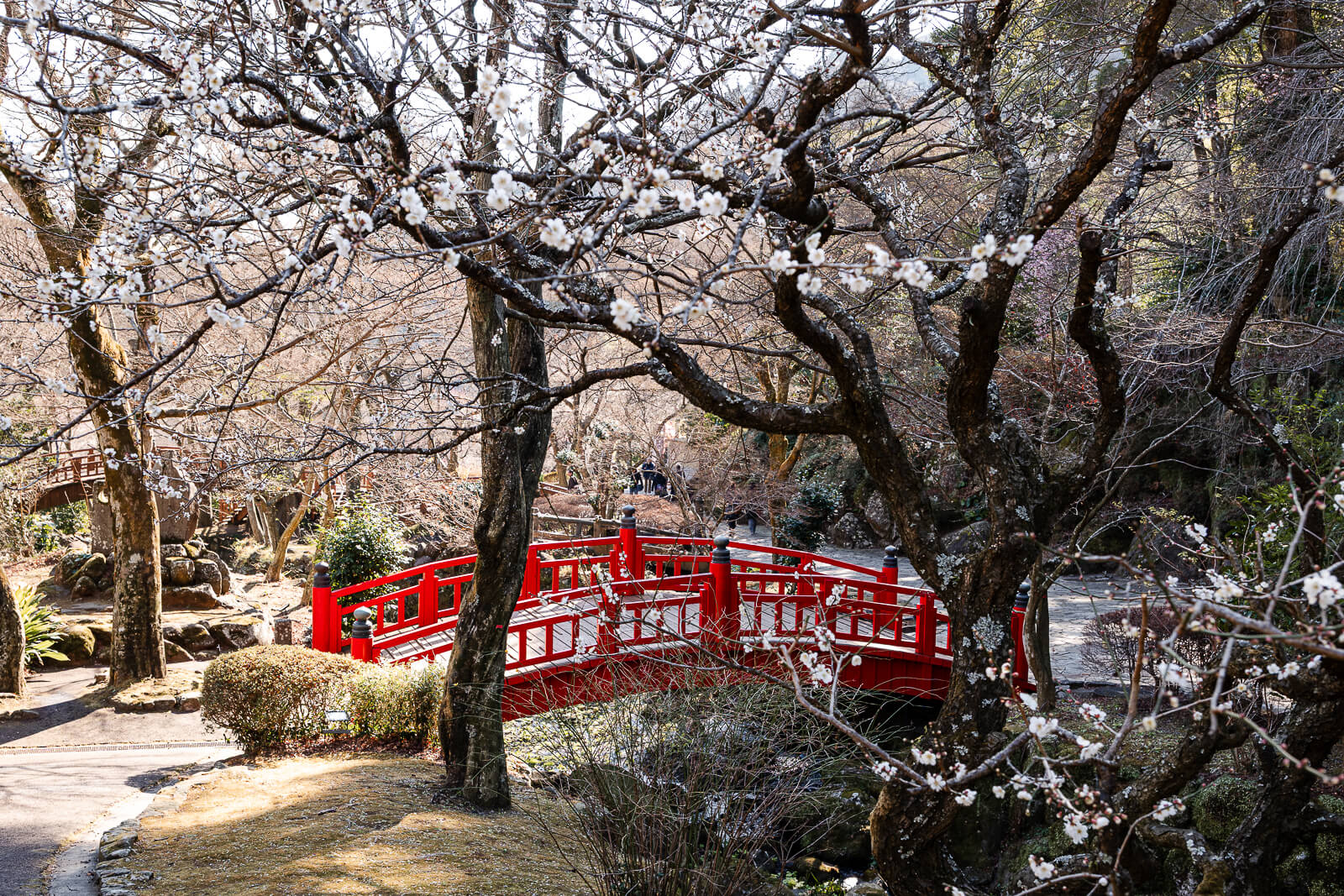 Red bridge crossing stream at Atami Plum Garden in Atami