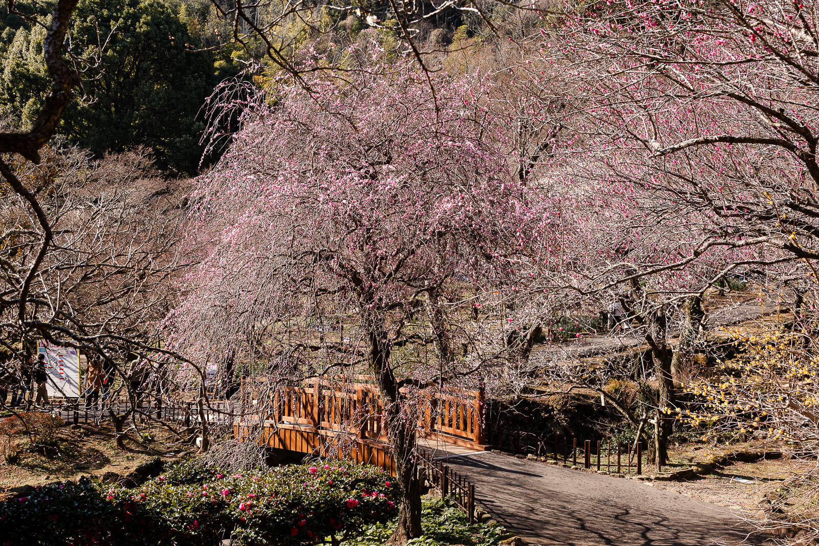 Valley landscape with plum trees at Atami Plum Garden in Atami