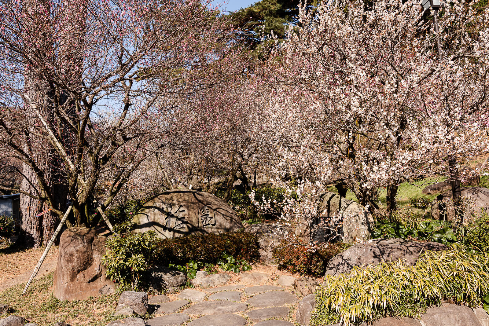 Plum trees lining hillside path at Atami Plum Garden in Atami