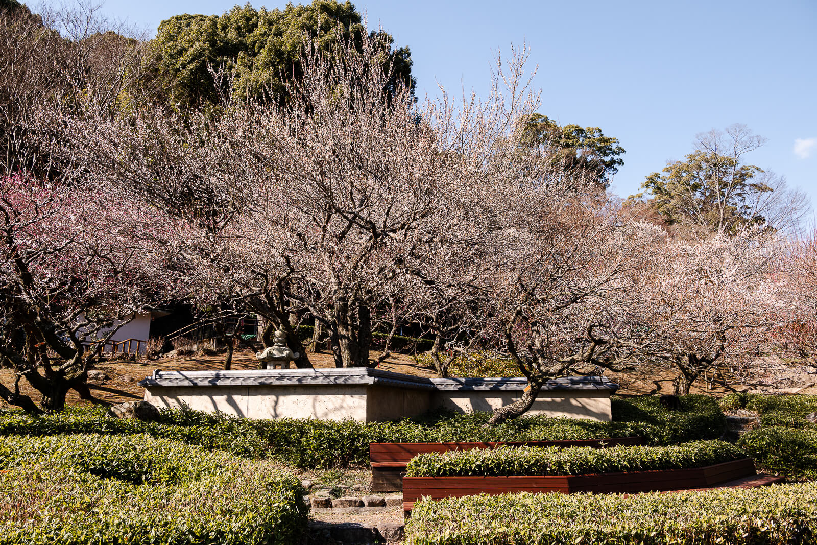 Blooming plum trees across hillside at Atami Plum Garden