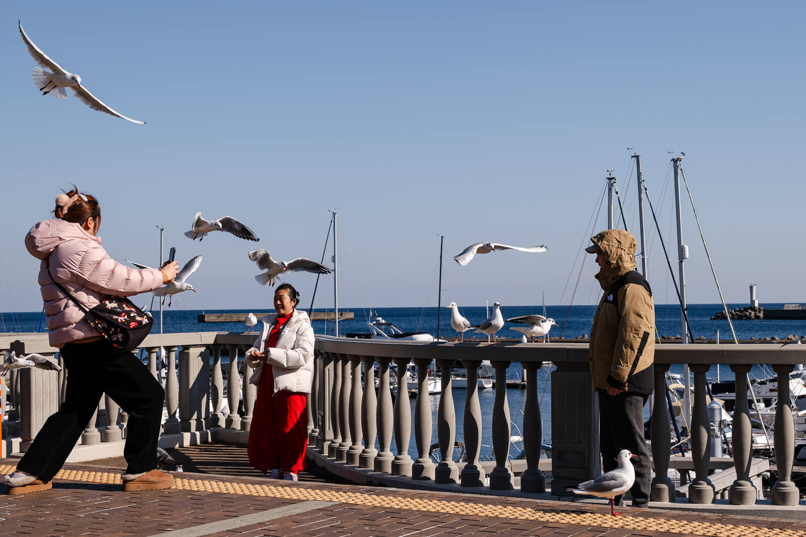 Promenade railing at Atami Water Park overlooking Atami Bay marina with seagulls