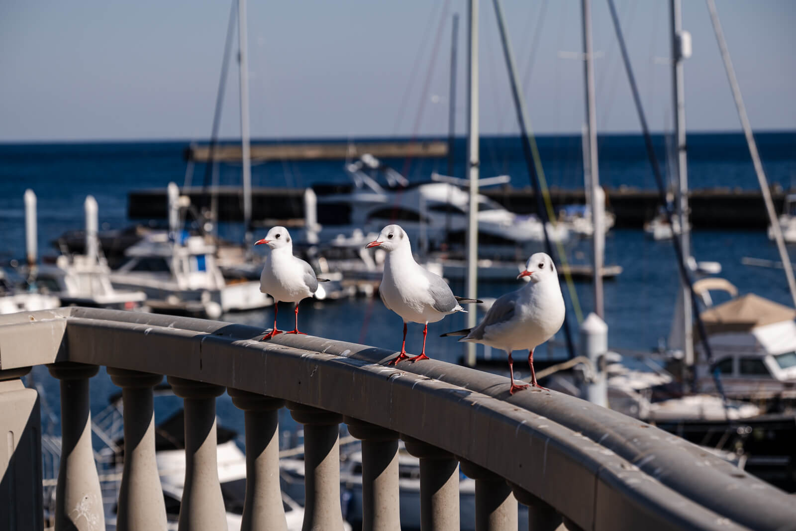 Harbor basin view from the railing at Atami Water Park