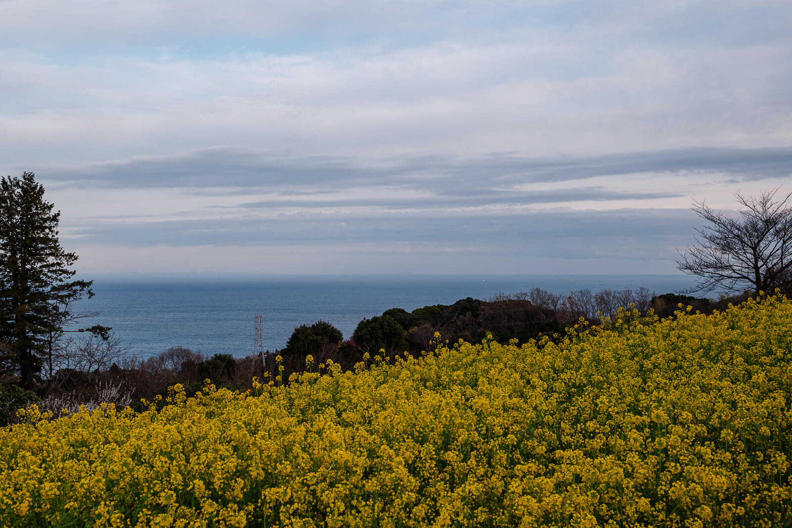 View of Sagami Bay from Cakes & Cafe Yoroizuka Farm below Ishigakiyama Castle Ruins, with yellow flowers in the foreground.