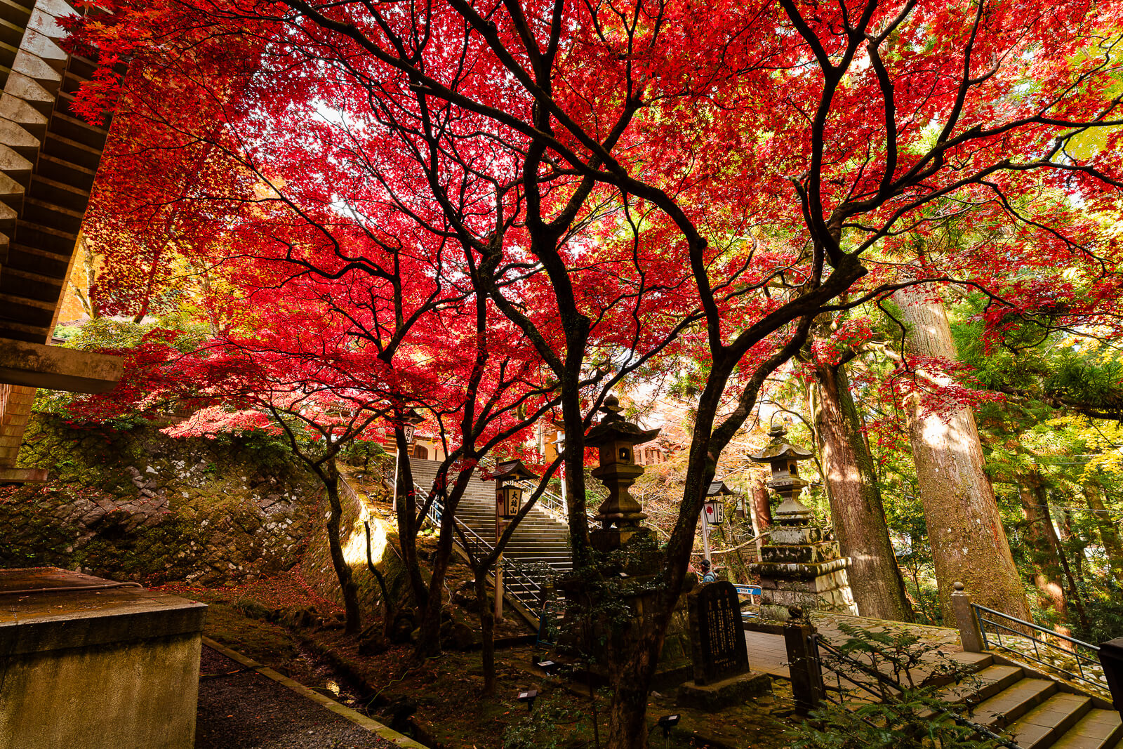 Brilliant red maple canopy above stone lanterns and temple grounds at Daiyuzan Saijoji