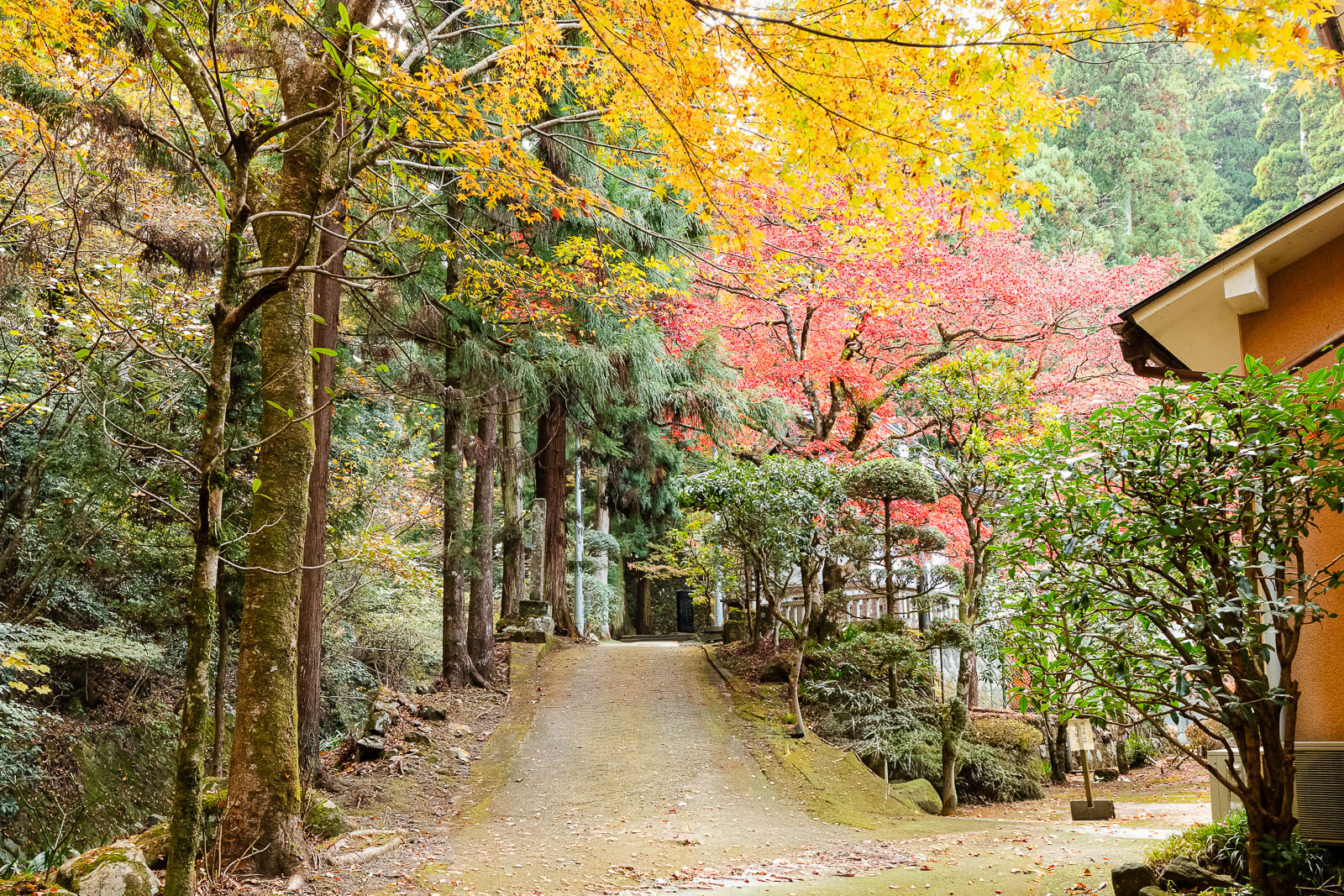 Forest path with yellow and red autumn foliage at Daiyuzan Saijoji in Kanagawa