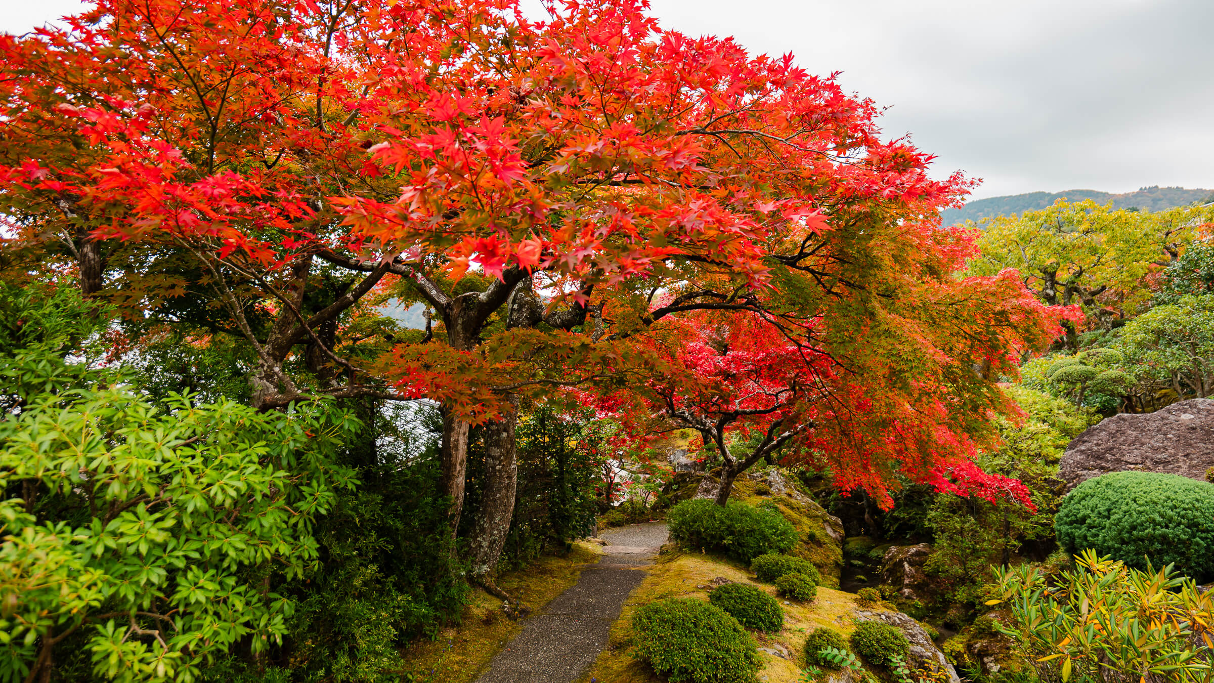 Red maple canopy above the garden path at Shinsenkyo Garden in Hakone during autumn.