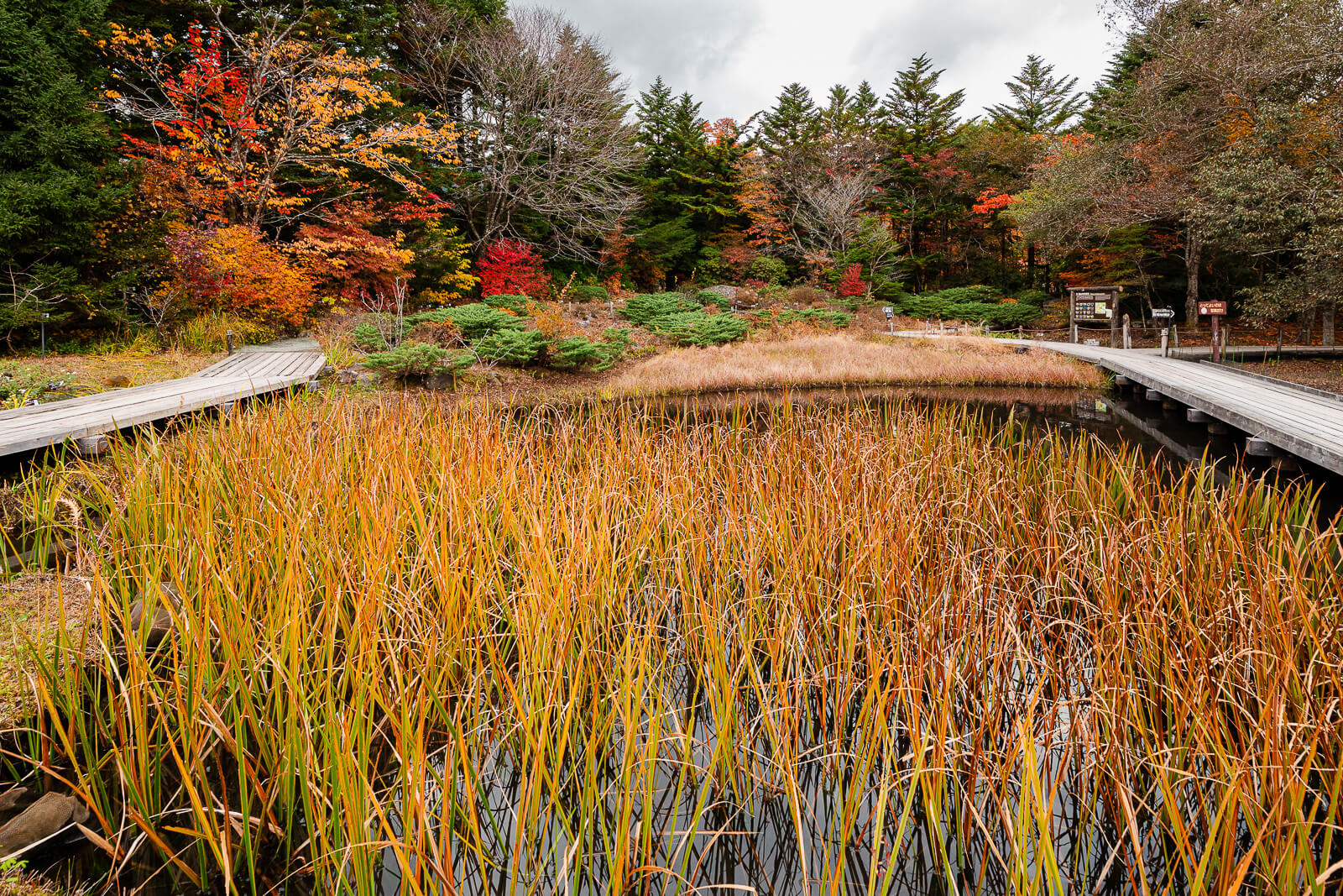 Golden autumn grasses and foliage beside the boardwalk at Hakone Botanical Garden of Wetlands