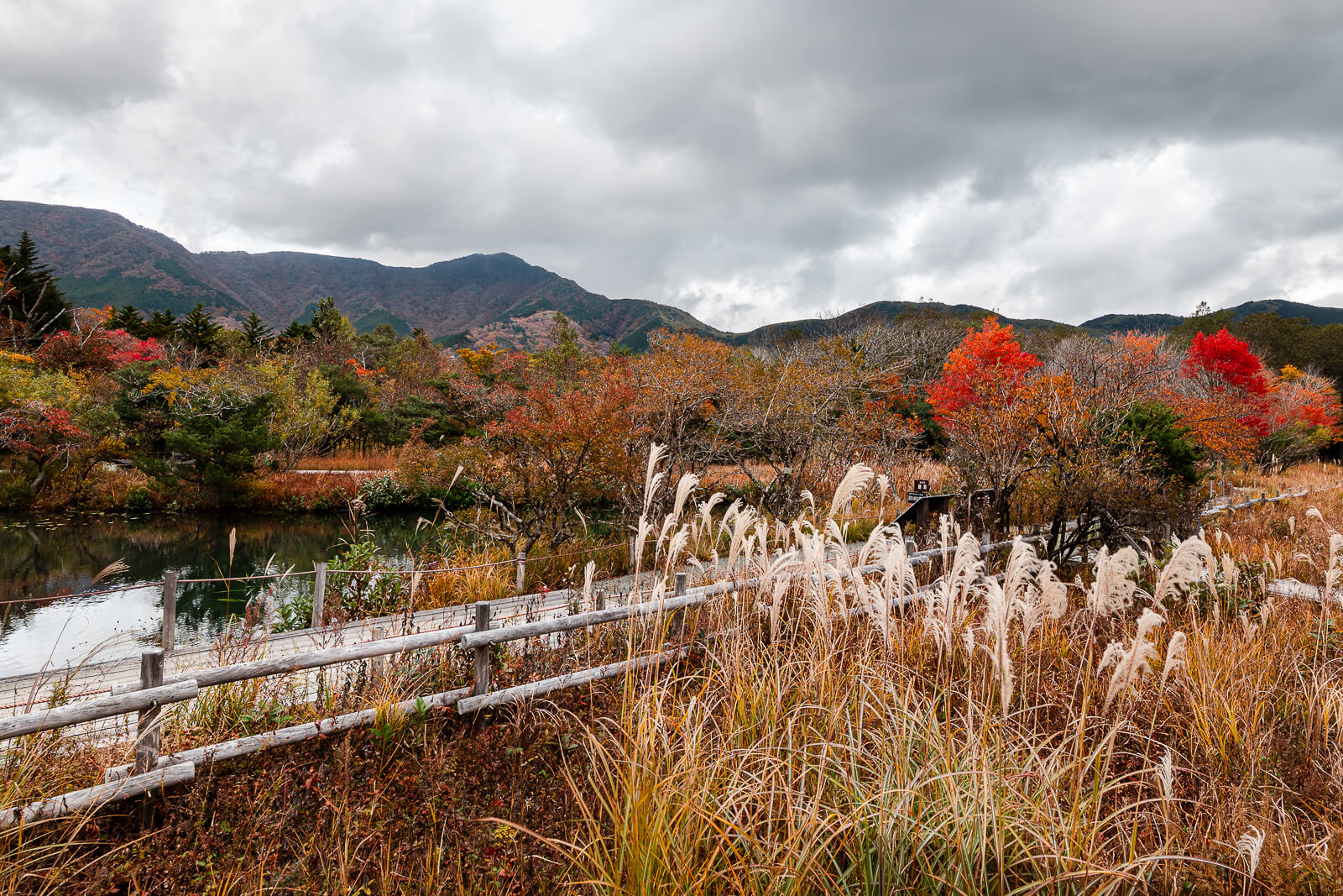 Hakone Botanical Garden of Wetlands with autumn grasses and mountains under cloudy skies