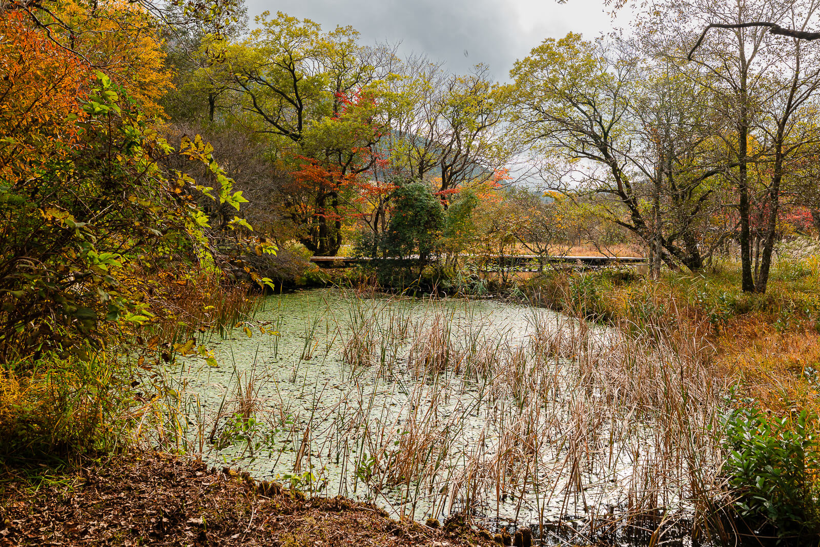 Autumn trees surrounding a shallow pond and wooden boardwalk at Hakone Botanical Garden of Wetlands
