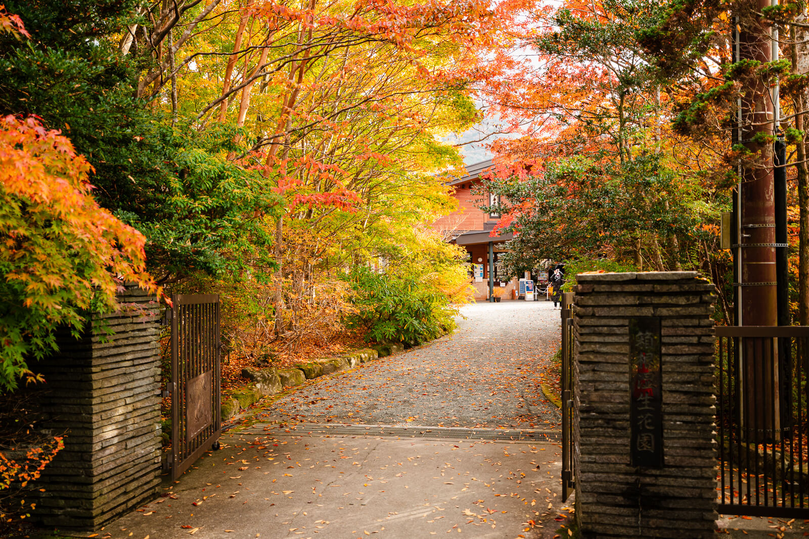 Autumn foliage along the entrance approach to Hakone Botanical Garden of Wetlands in Sengokuhara