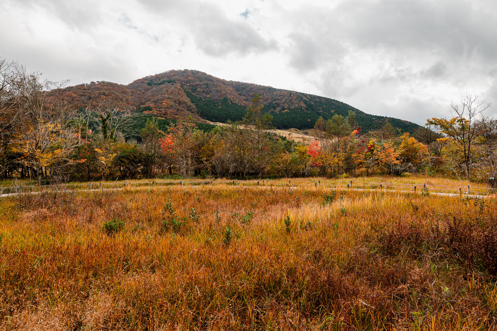 Open wetland grasses with surrounding Sengokuhara hills at Hakone Botanical Garden of Wetlands