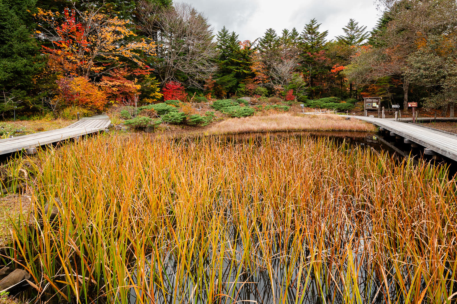 Curving boardwalk through golden wetland vegetation at Hakone Botanical Garden of Wetlands