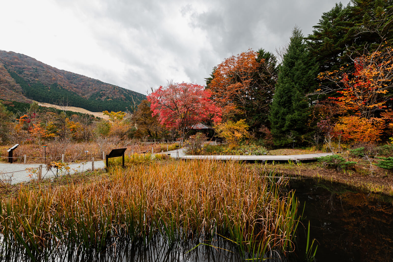 Wetland pond, autumn trees and mountains at Hakone Botanical Garden of Wetlands
