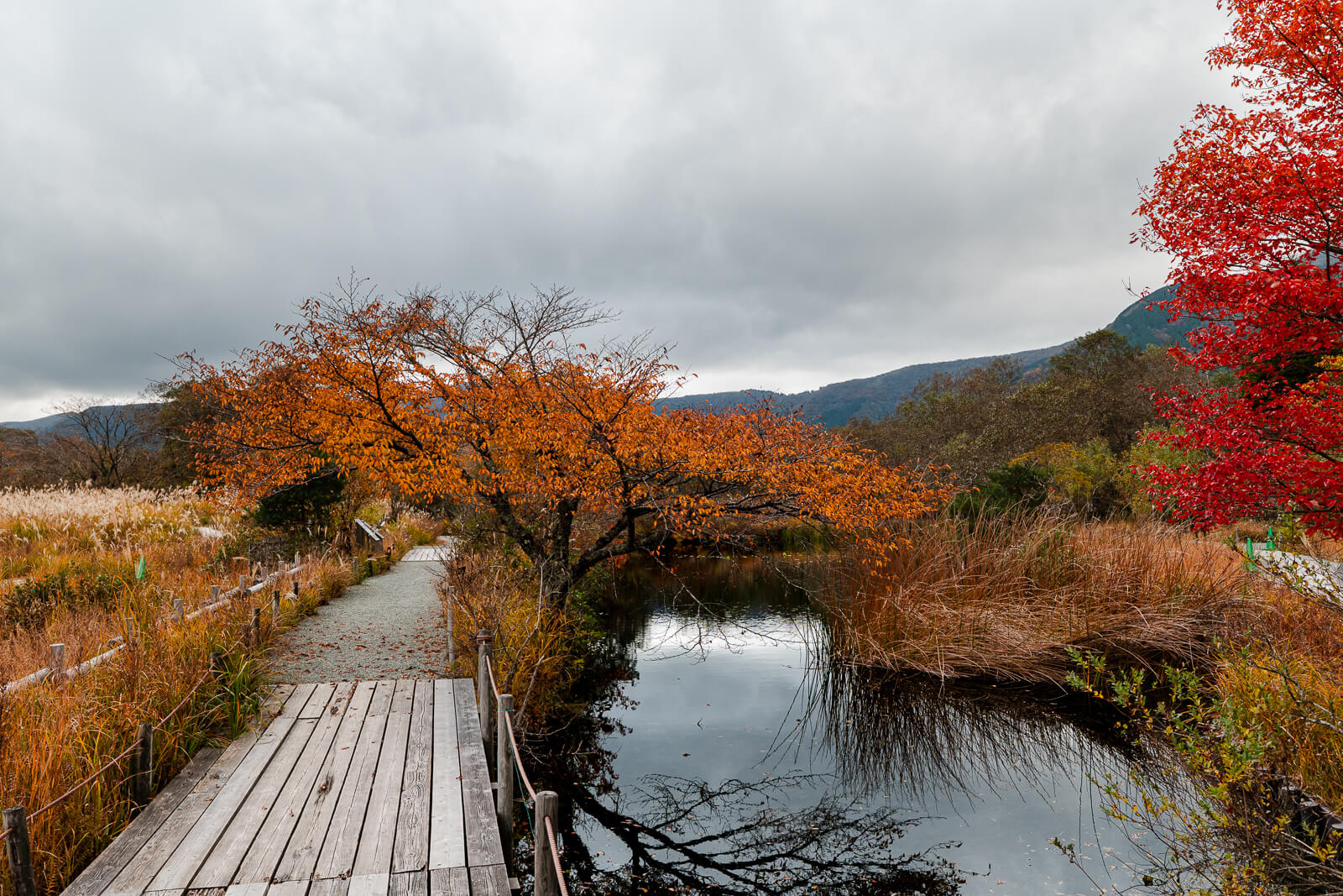 Boardwalk crossing a pond with autumn foliage and mountains at Hakone Botanical Garden of Wetlands