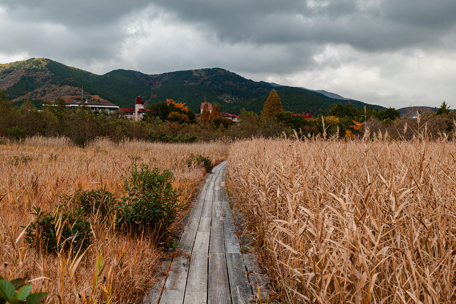 Open wetland grasses and mountain views in Sengokuhara at Hakone Botanical Garden of Wetlands