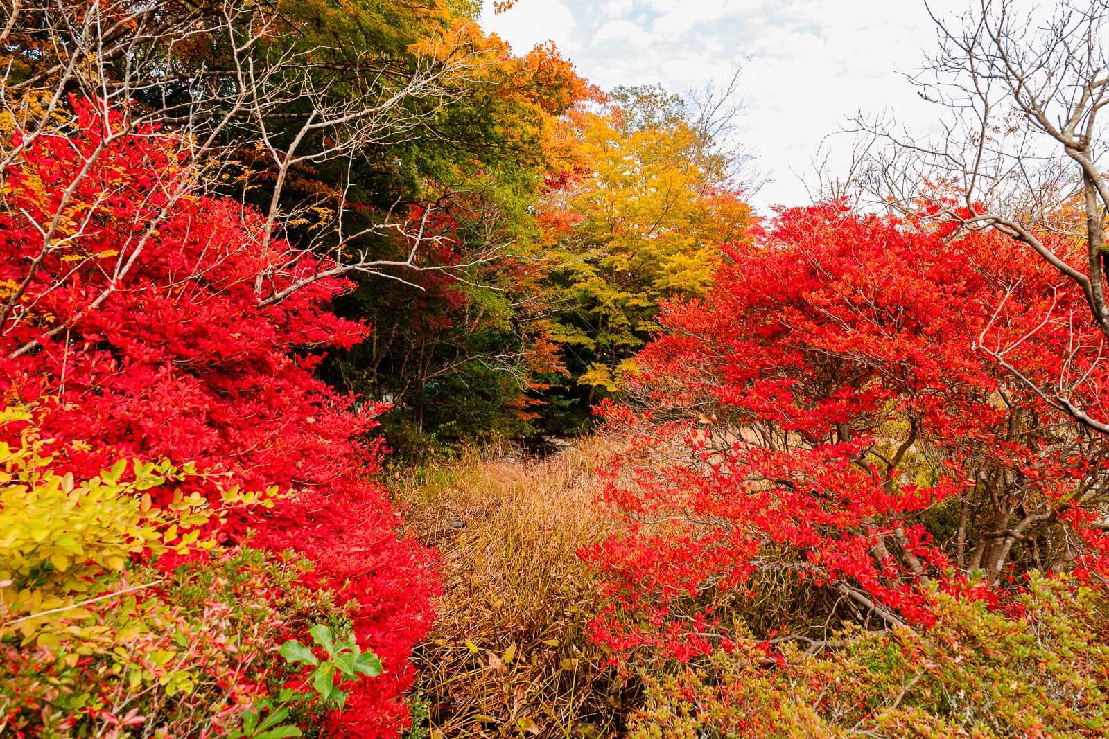 Bright red autumn maples along a garden path at Hakone Botanical Garden of Wetlands
