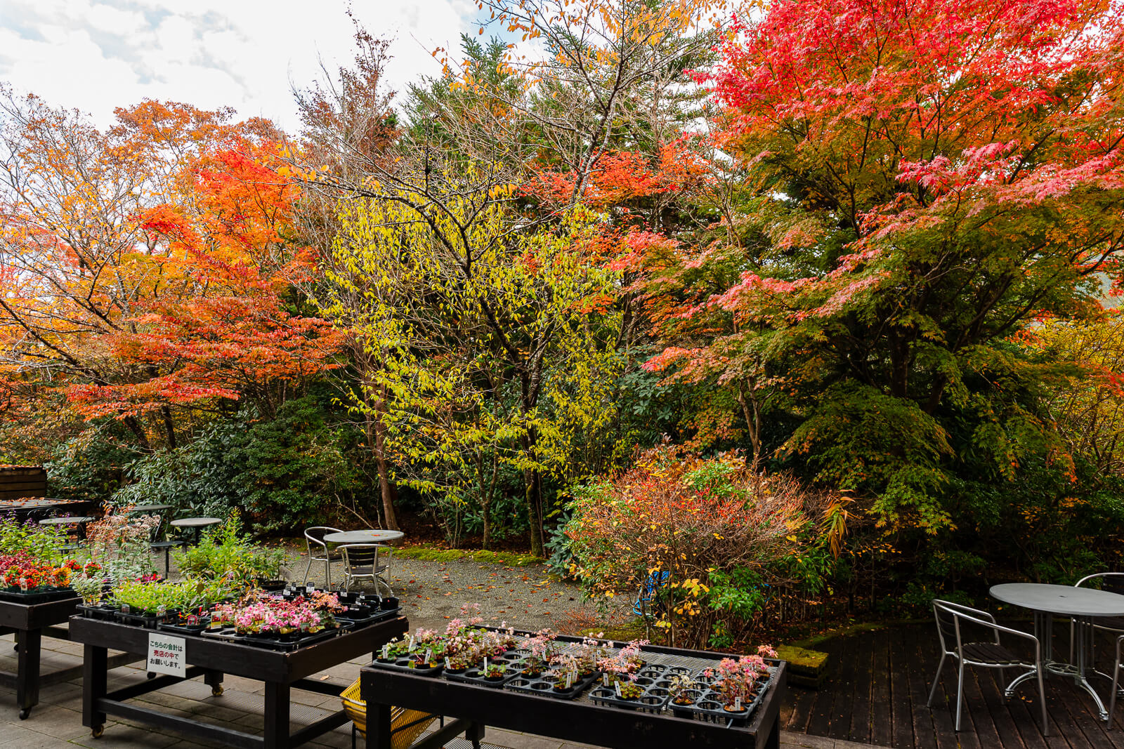 Autumn garden path near the end of the route at Hakone Botanical Garden of Wetlands