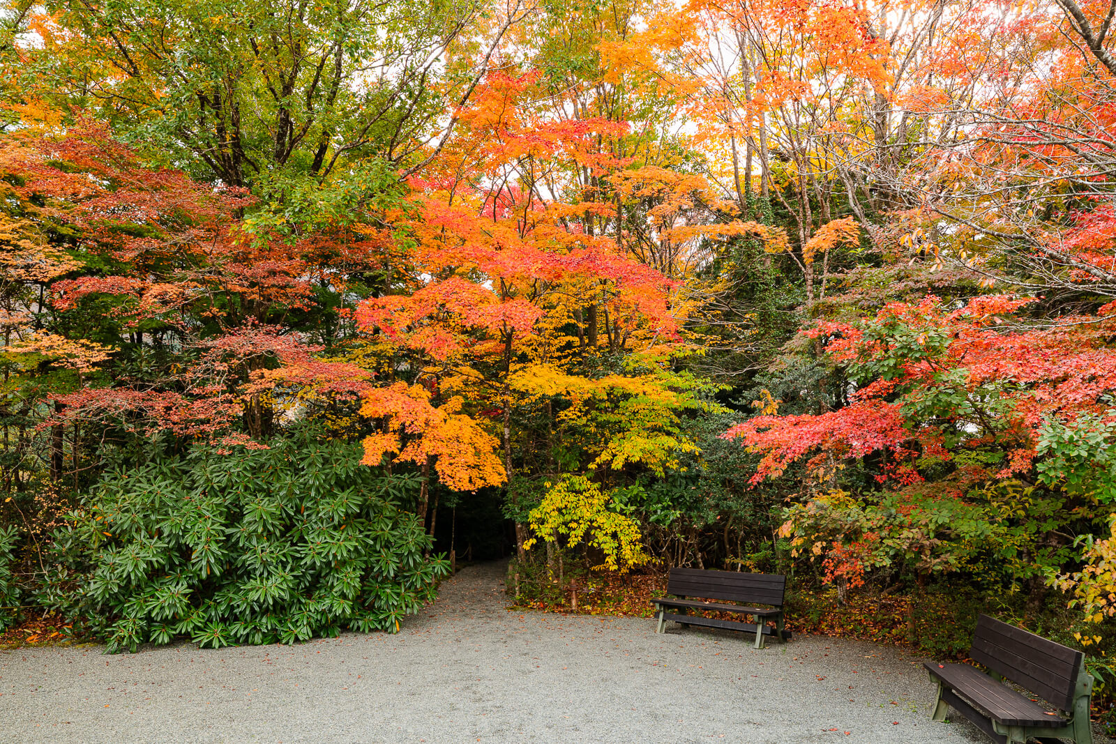Landscaped autumn foliage near the entrance to Hakone Botanical Garden of Wetlands