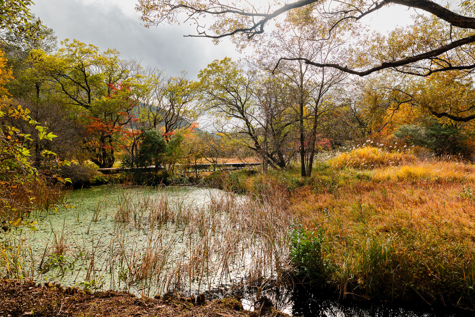 Pond and wetland vegetation along the walking route at Hakone Botanical Garden of Wetlands